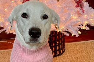 Introducing “Paws, Claws and PR Laws: Holiday Edition”